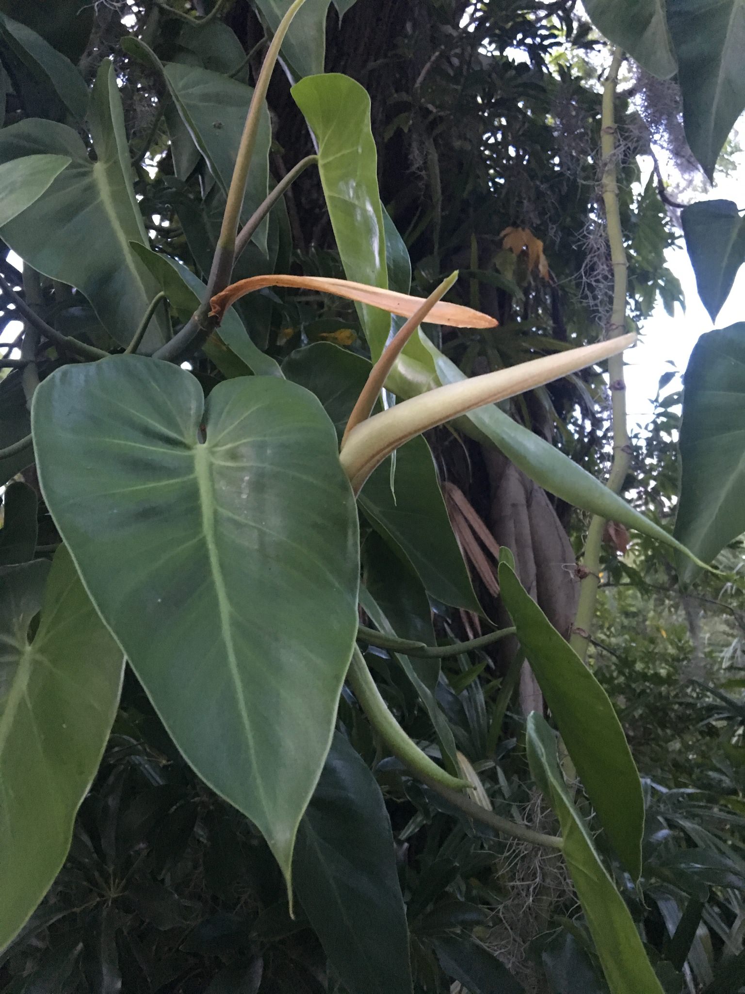 Philodendron hederaceum